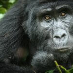 Gorilla im Regenwald