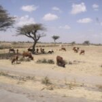 A landscape image showing cows trying to find grass on dry ground.