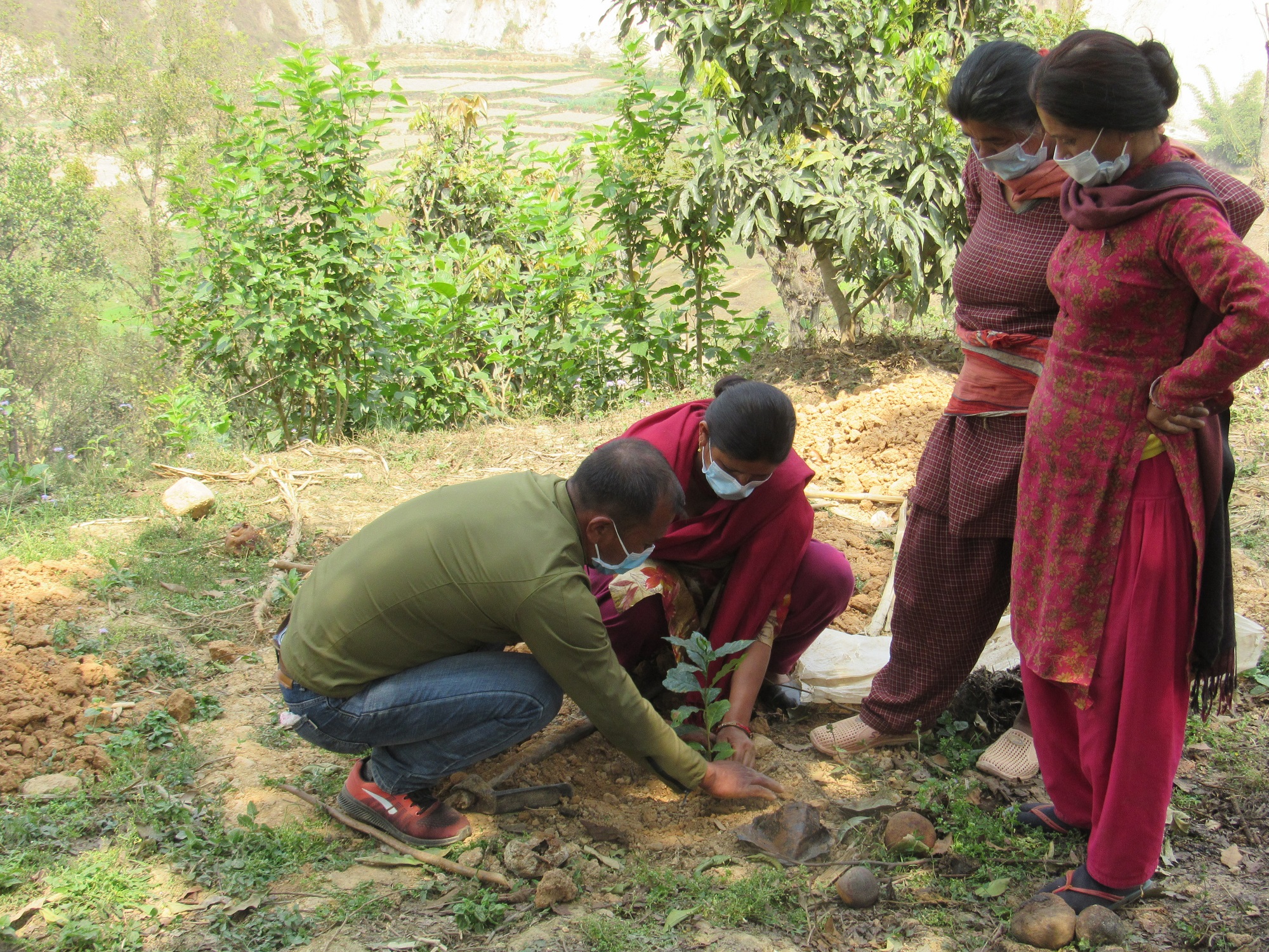 a Nepalese woman and man plant a coffee seedling with 2 women watching. all are wearing protective face masks. 
