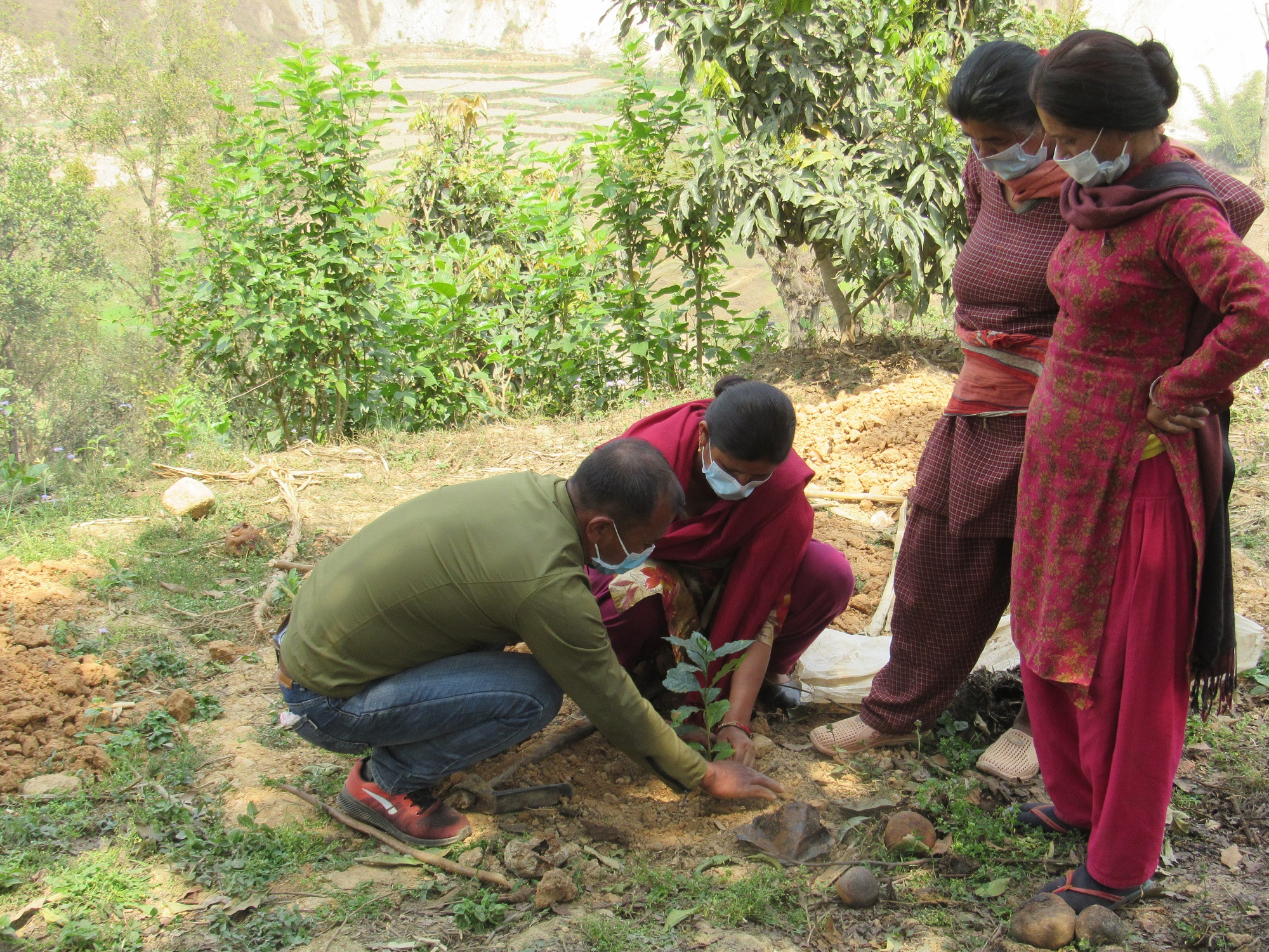 a Nepalese woman and man plant a coffee seedling with 2 women watching. all are wearing protective face masks.