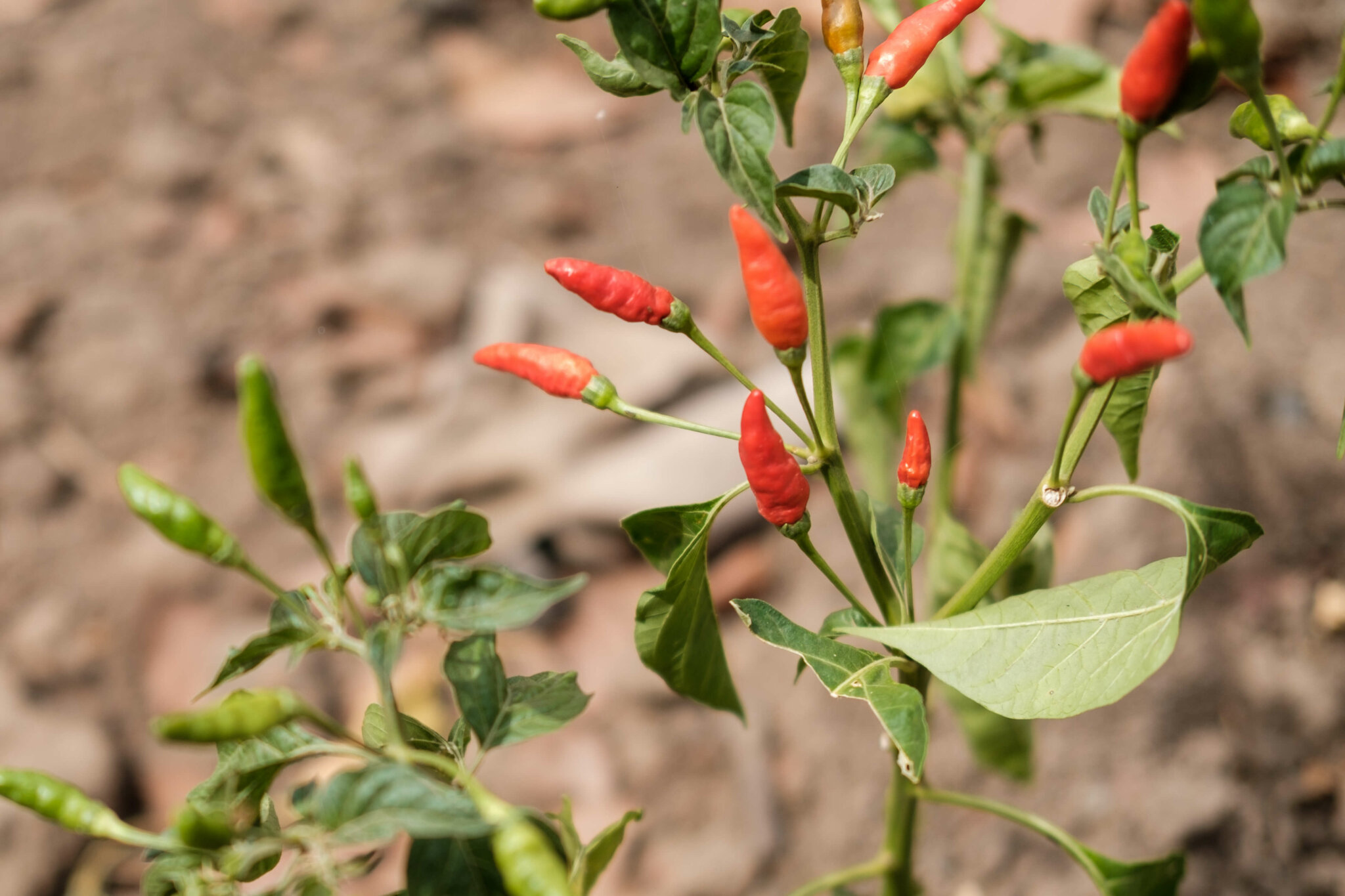 Image of a chili pepper plant.