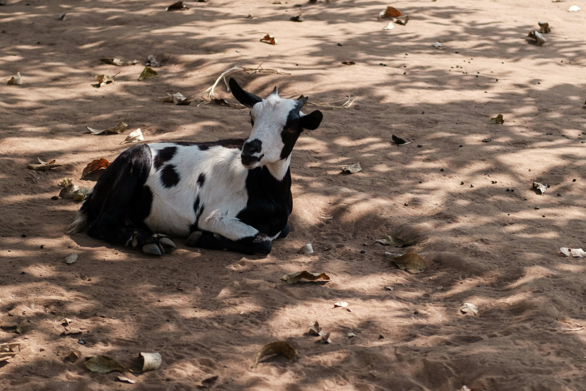 Image of a goat sitting in the shade.