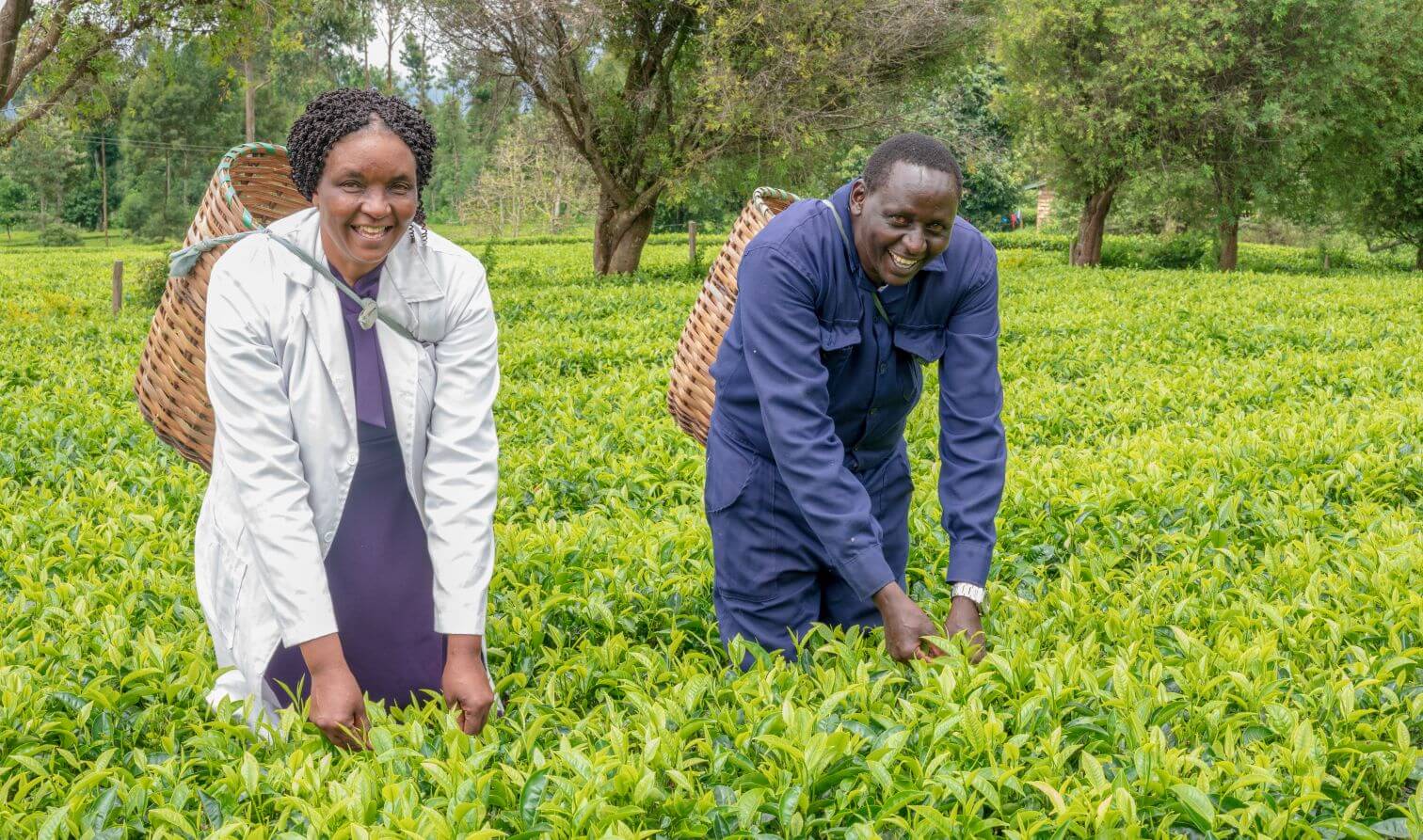 Duncan Mwirichia, a landscape gardener and entrepreneur who has a hearing disability with his wife, Hellen Ndumba. They are both picking leaves from green plants in a large garden and smiling at the camera.