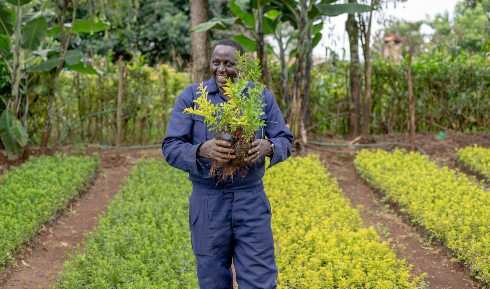Duncan Mwirichia, a Kenyan man wearing blue overalls and holding a plant. Behind him are rows of green plants and trees. He is smiling.