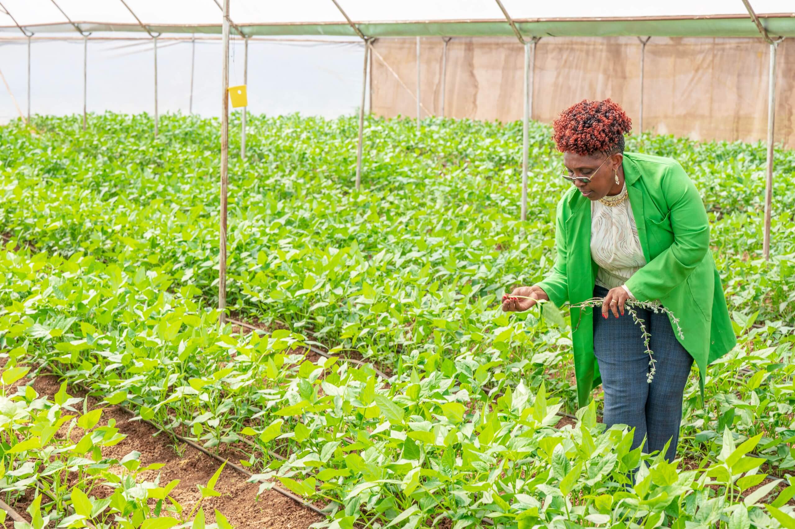A woman stands in a greenhouse tending to her crops. She is wearing a stylish green jacket, blue jeans and a white shirt. She has short red hair and wears sunglasses and earrings. She is smiling and clearly enjoying her work.