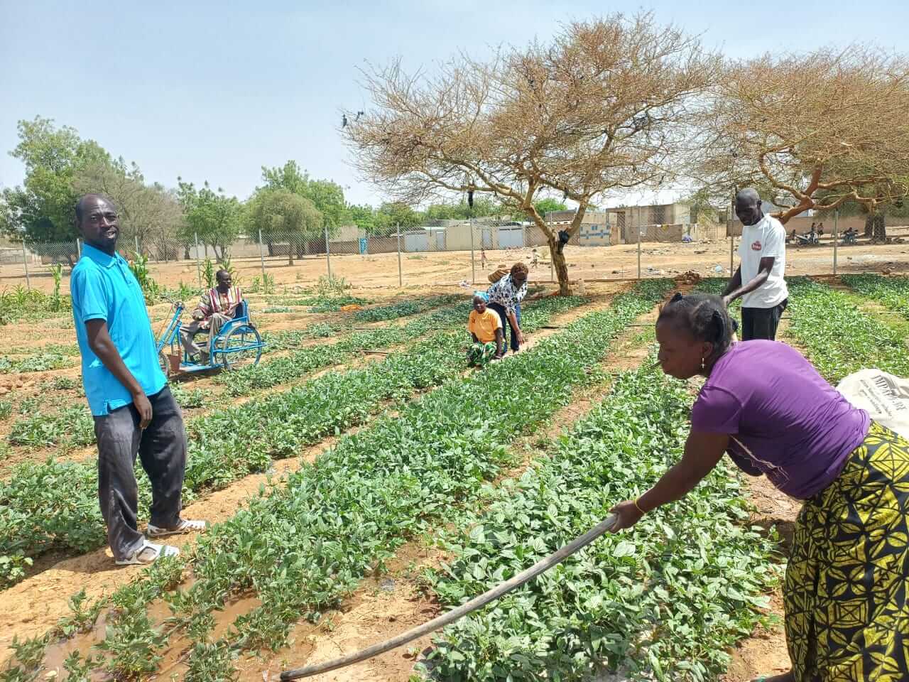 A group of people work together in a vegetable garden in Koupéla, Burkina Faso. A woman in a purple top waters the crops with a hose, while others tend to the plot. One participant uses a wheelchair adapted for outdoor terrain.